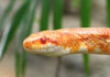 red snake